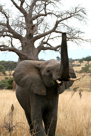 Elephant Baoabad