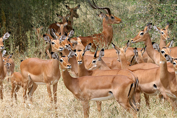 Gazelles