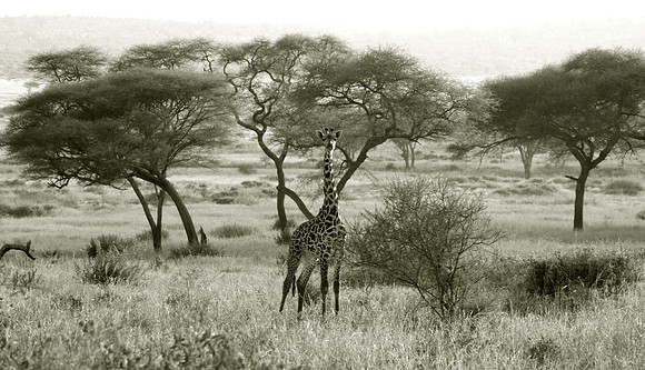 Lonely Giraffe